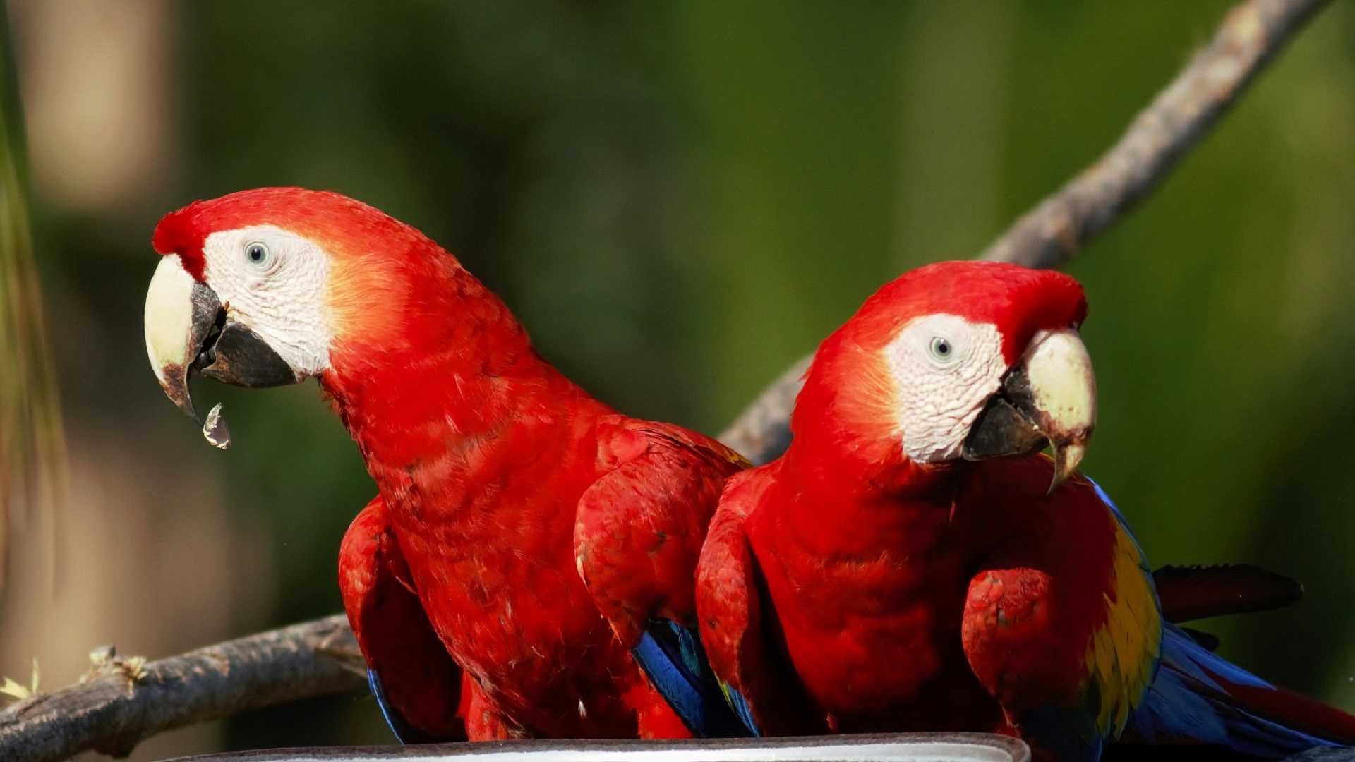 Scarlet Macaw